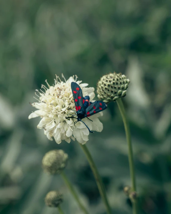 red and blue moth resting on a white flower