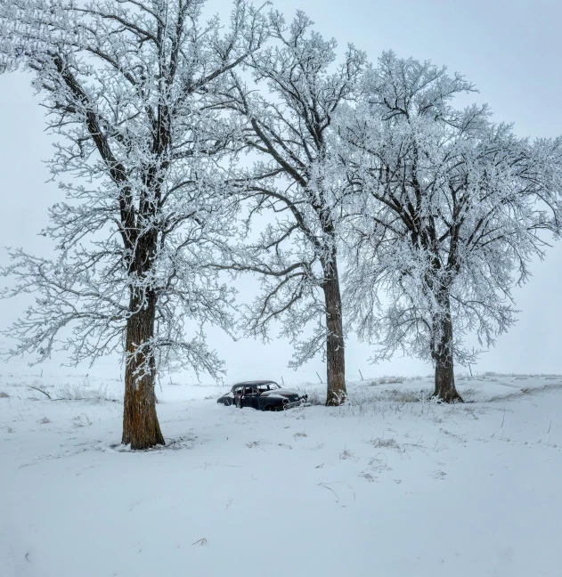 a couple of trees with no leaves in the snow