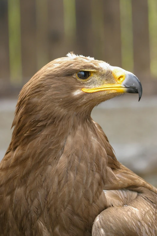 the head and shoulders of an adult eagle