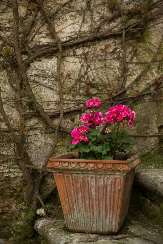 some pink flowers are placed in a flowerpot