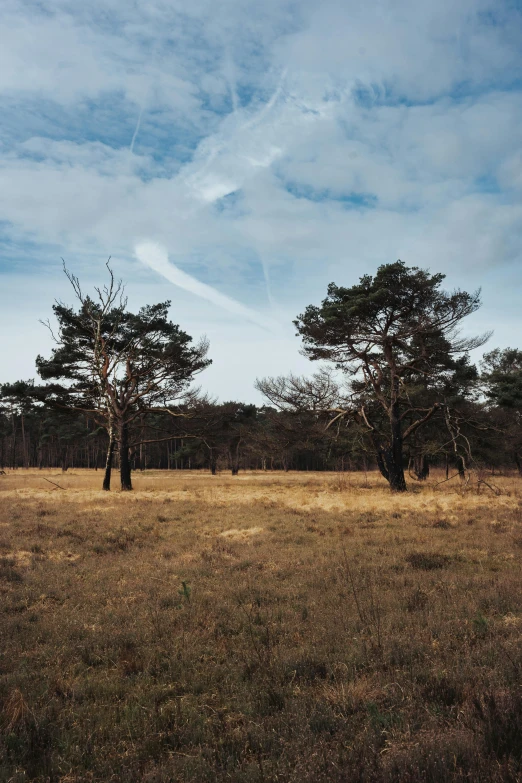 two trees are on a grassy plain near an airplane