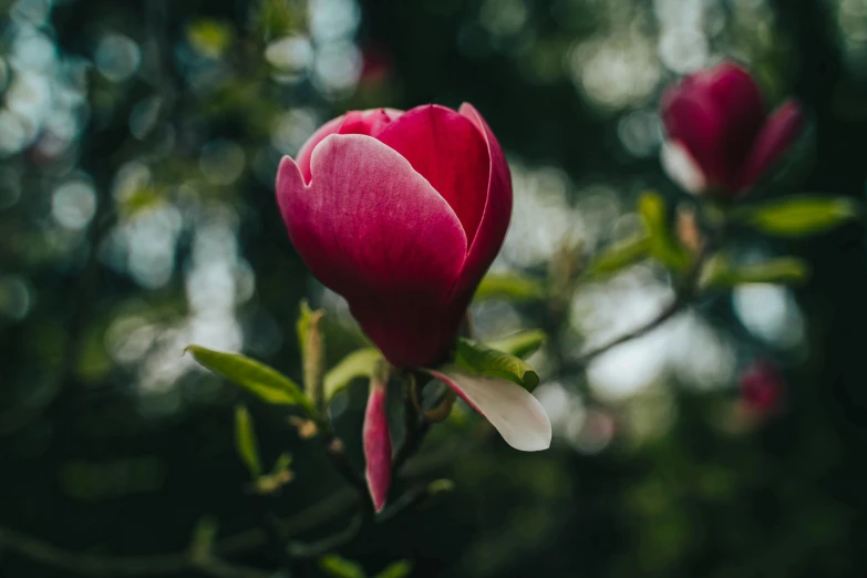 a red rose is blooming among the trees