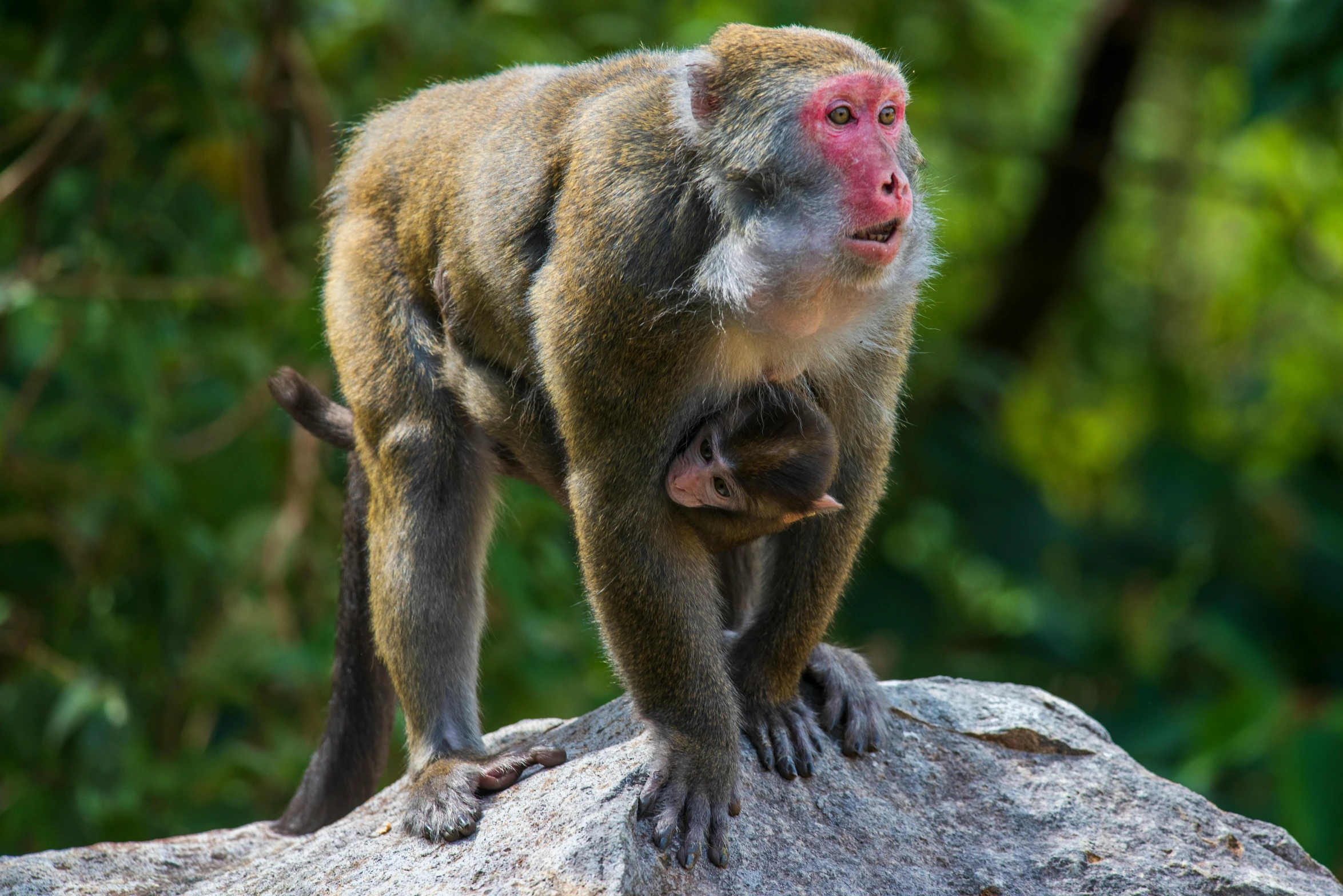 a brown monkey is standing on the rocks