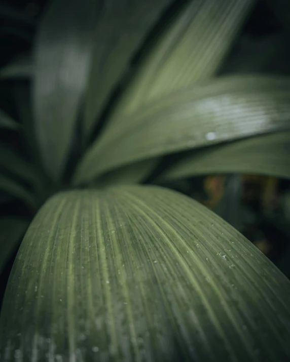 a green plant with water droplets on the leaves