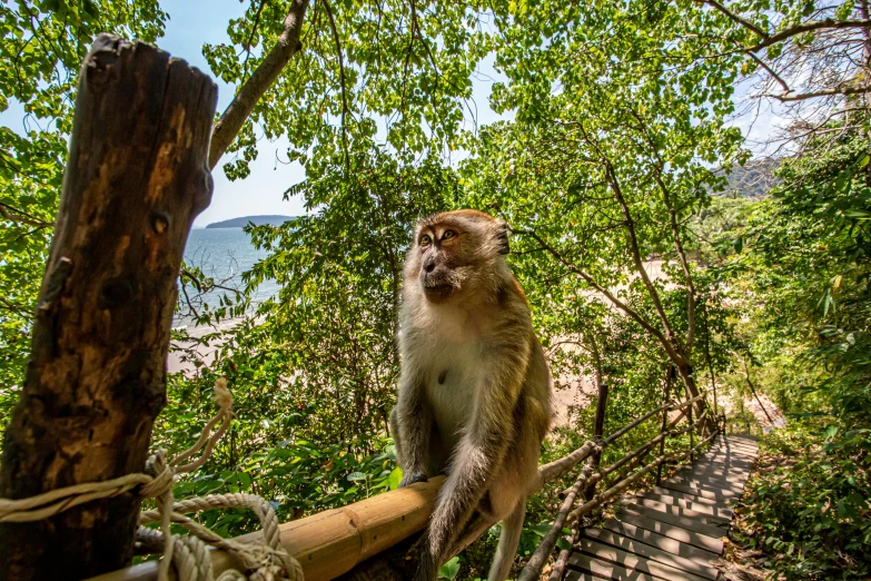 monkey sitting on a rail next to a tree