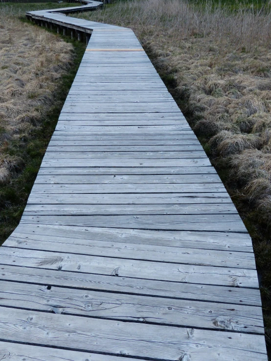 a wood path leading to a grassy field