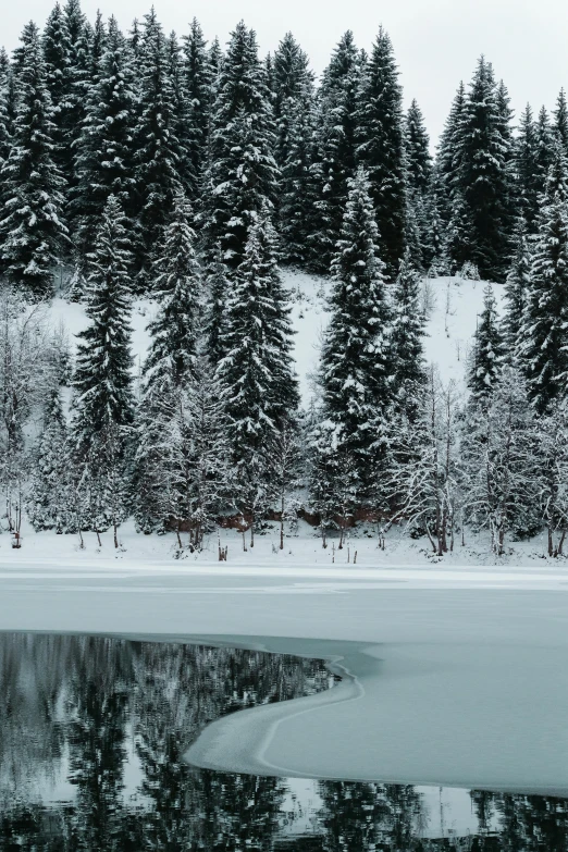 the snow covered woods near the water are reflected in the still snow