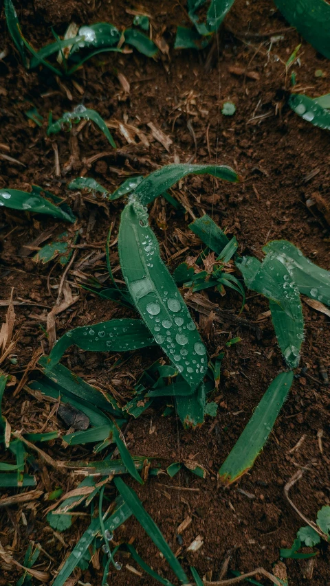 the leaves have been left in the dirt