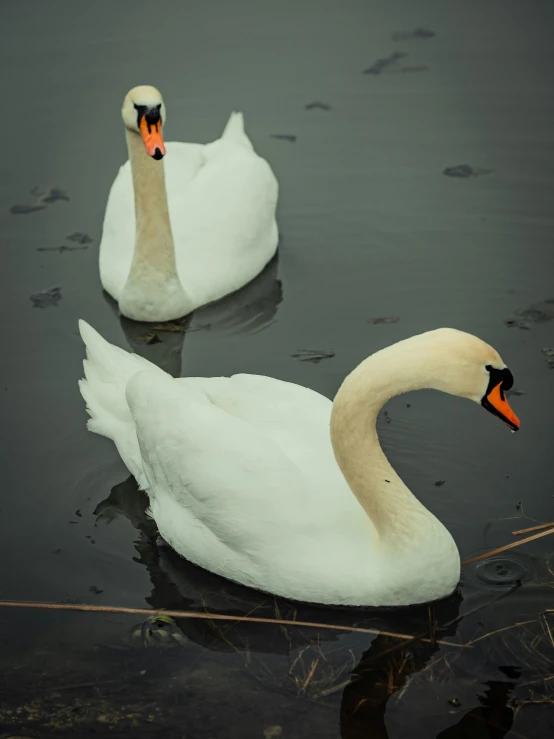 two white ducks swimming on top of the water