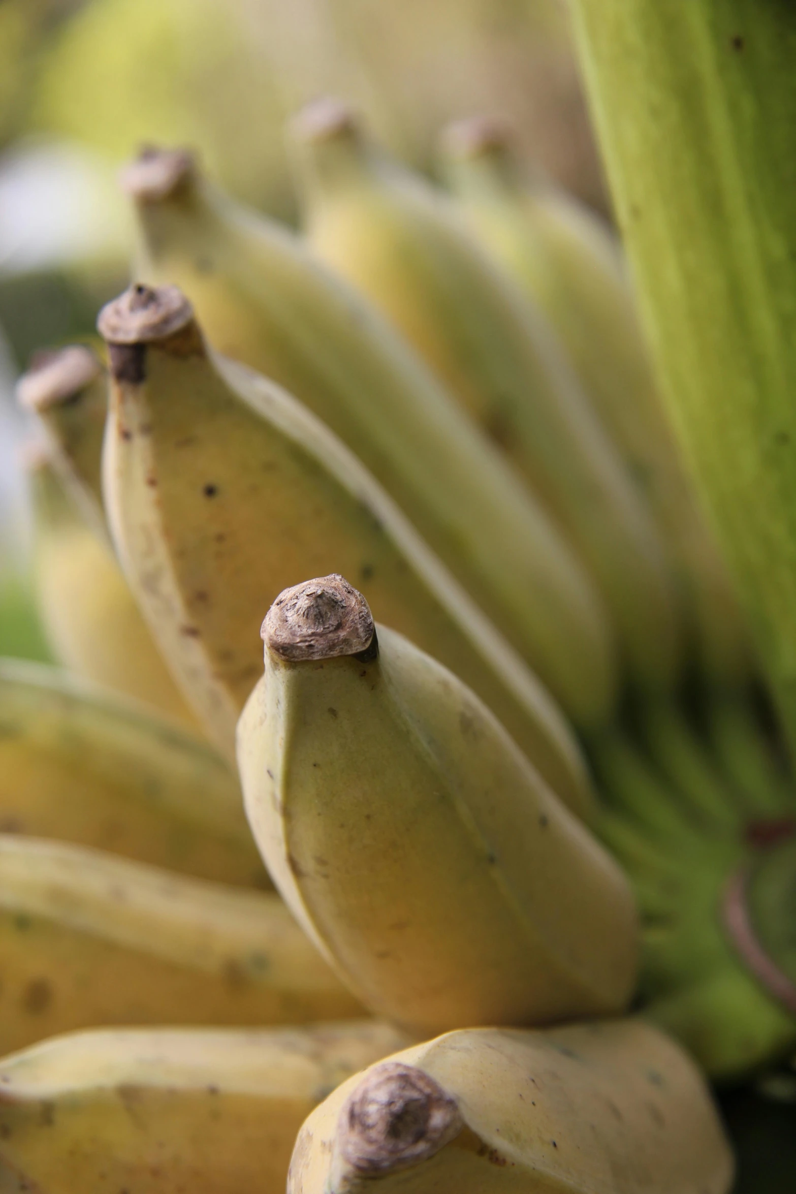 several bananas that have brown spots on them