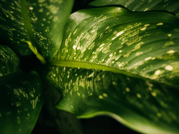 a leaf with small drops of water on it