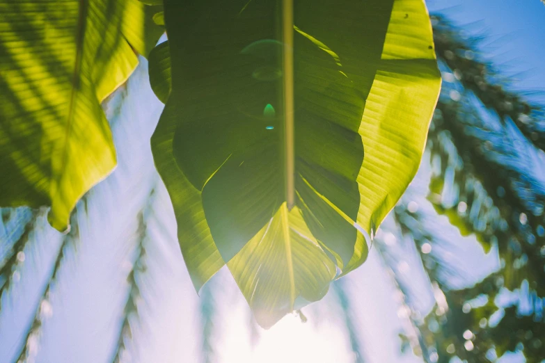 the back of a leaf in front of a sky