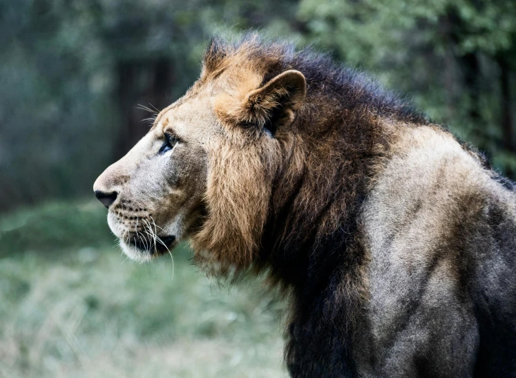 a large, muscular lion with blue eyes stands on some grass