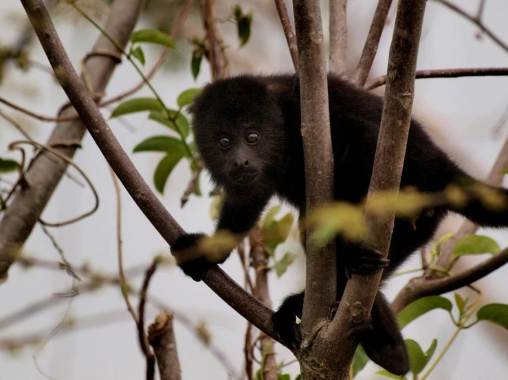 a black animal hanging from the nches of a tree