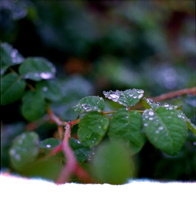 closeup of leaves with water droplets on them