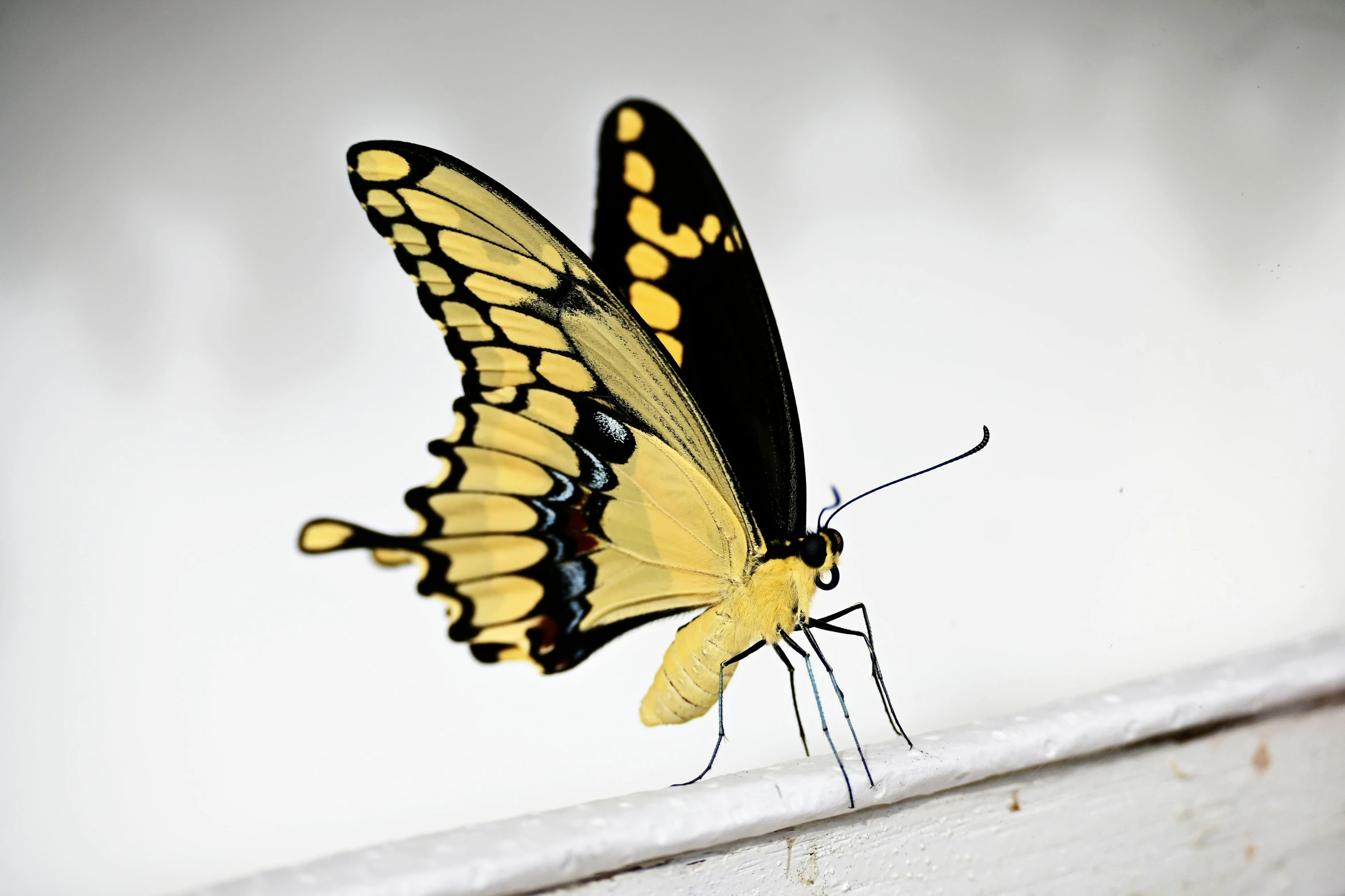 a yellow and black erfly standing on a wall