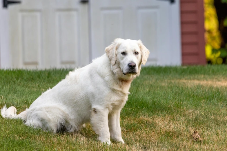 a large white dog sitting in the grass