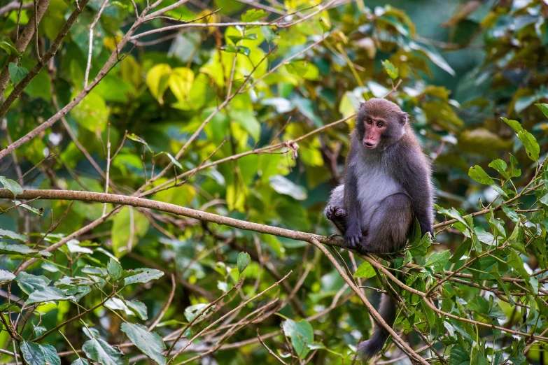 a monkey that is sitting on a nch