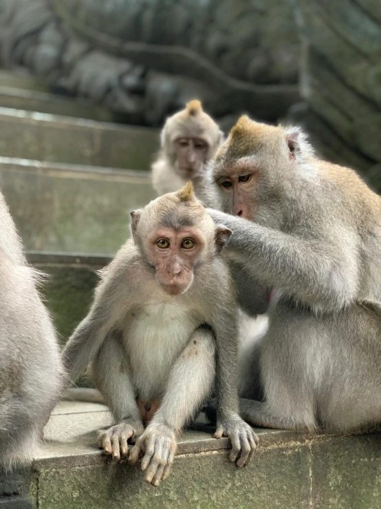 group of monkeys sitting on top of a wooden slab