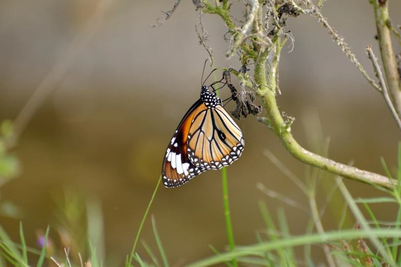 a erfly sits in the center of a nch