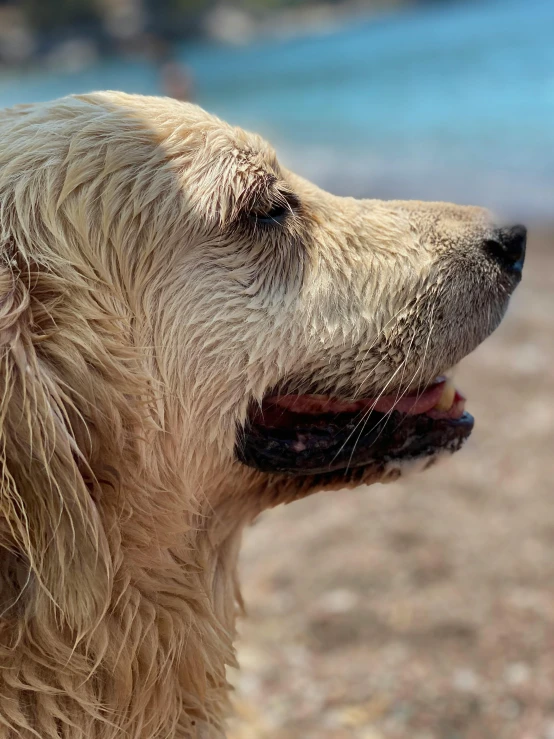 a dog with water on its face and on the ground