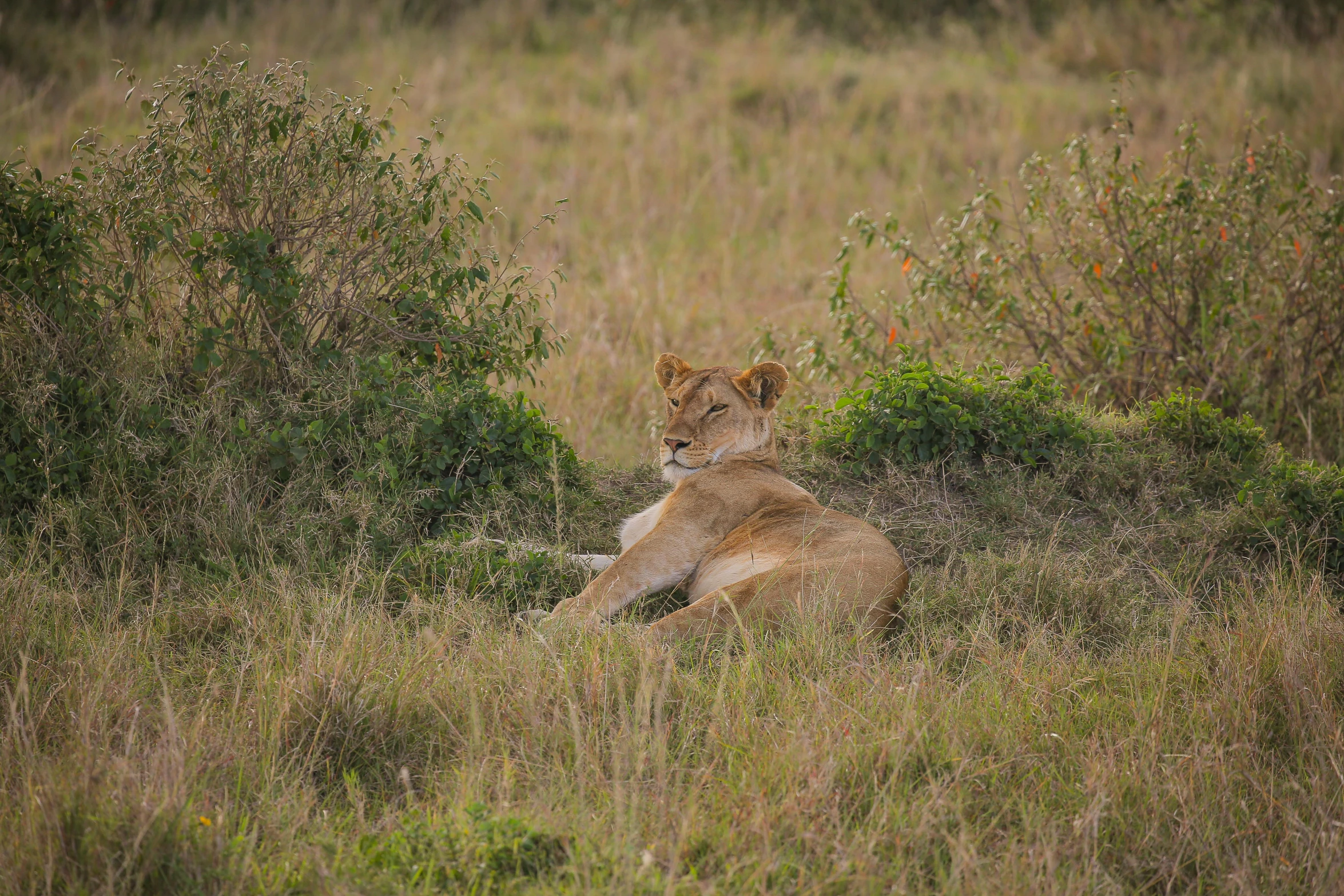 a large adult lion sitting in the grass