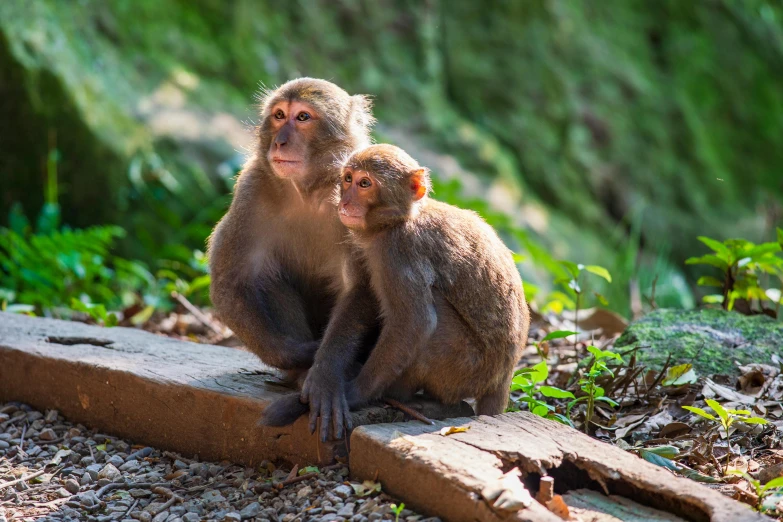 an adult brown baboon and a baby one sitting on the ground