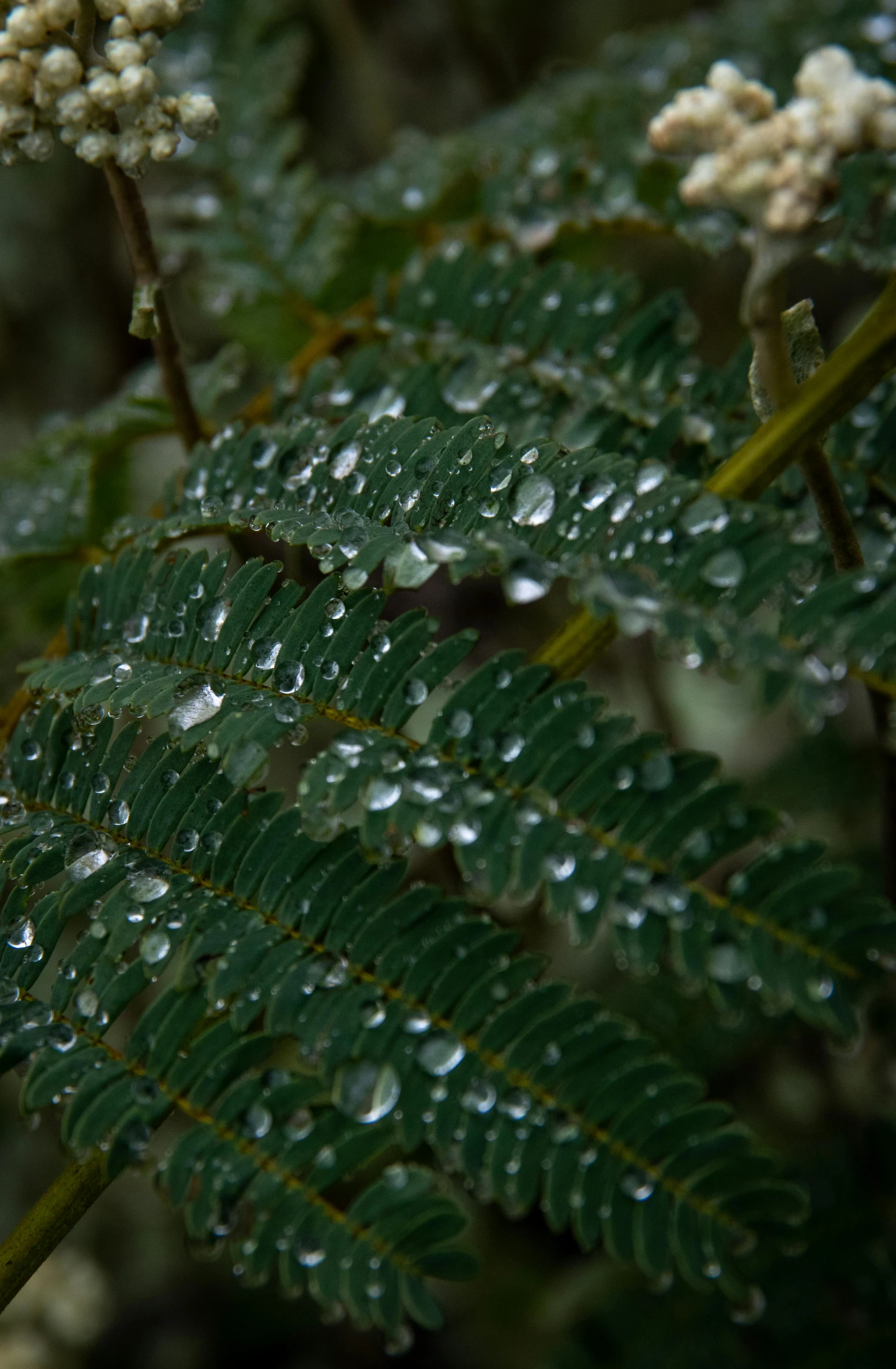 a bunch of green leaf and drops of water