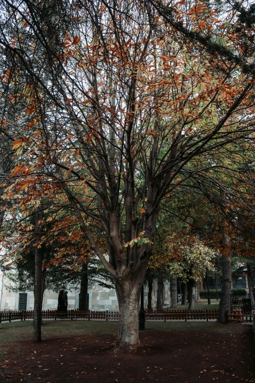 an autumn tree with leaves in a park