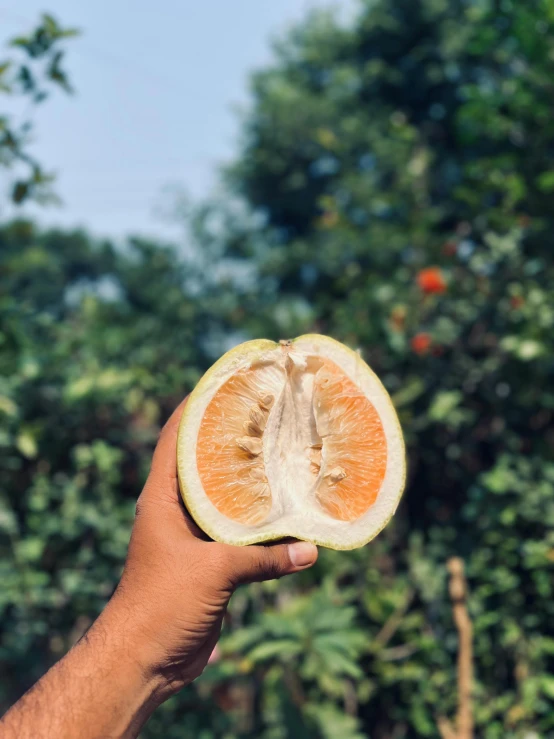 a half a gfruit in someone's hand, with tree in the background