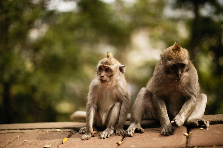 a couple of small monkeys that are sitting on a ledge