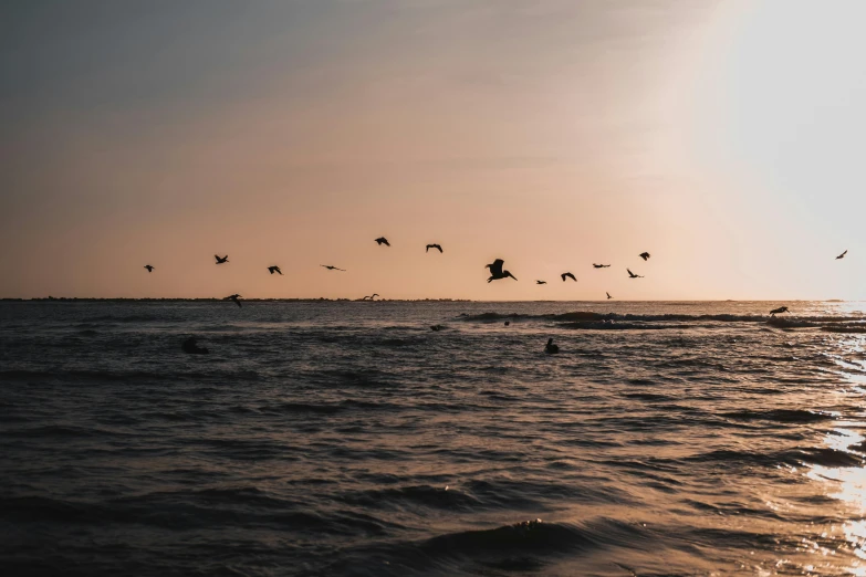 birds flying in and around at sunset over a body of water