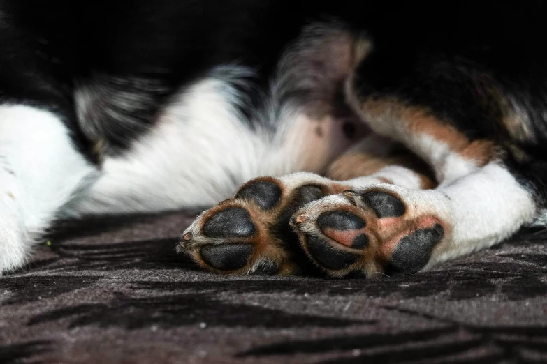 a dog's paw lays on a blanket