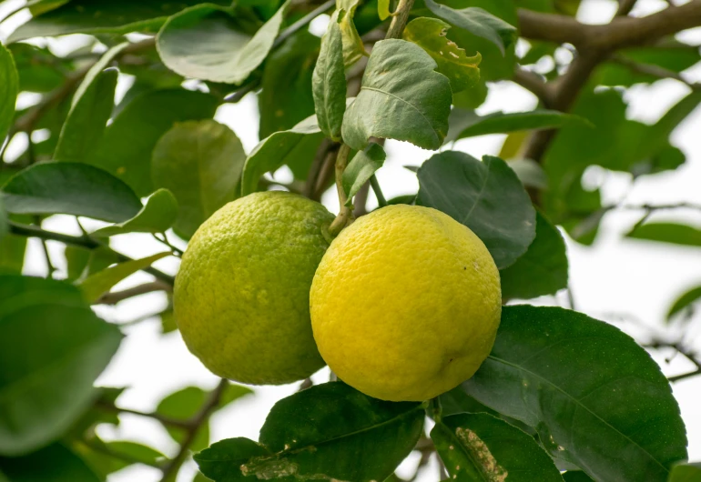 two large yellow fruits growing on the tree