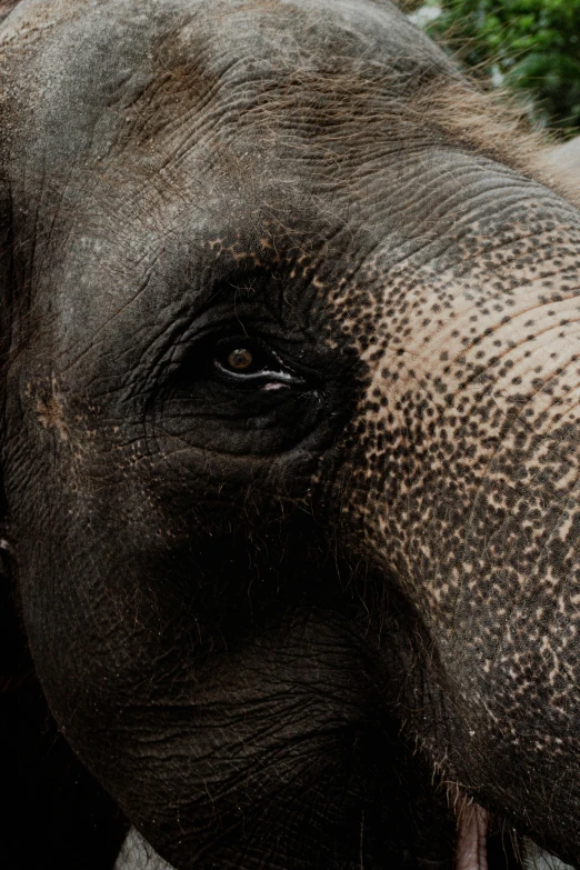 an elephant with his eye close up is standing in a zoo