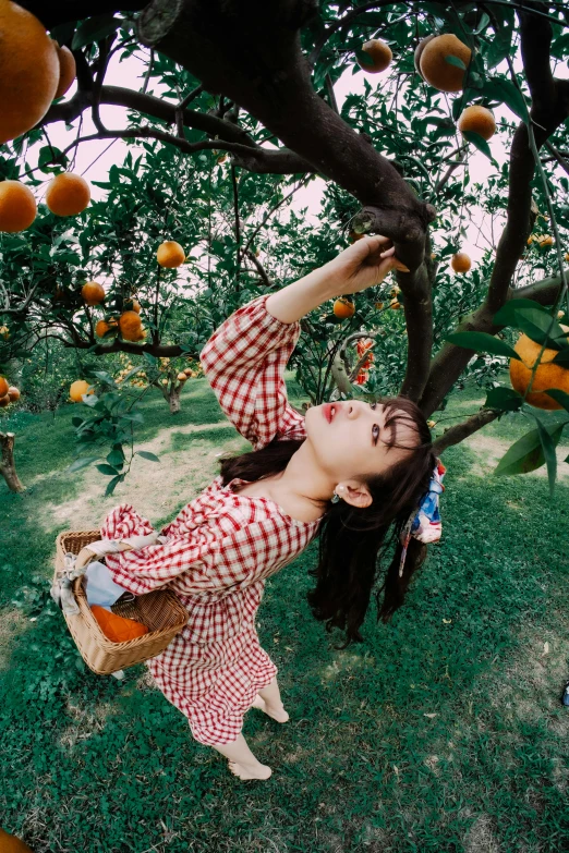 a woman reaching for fruit on an orange tree