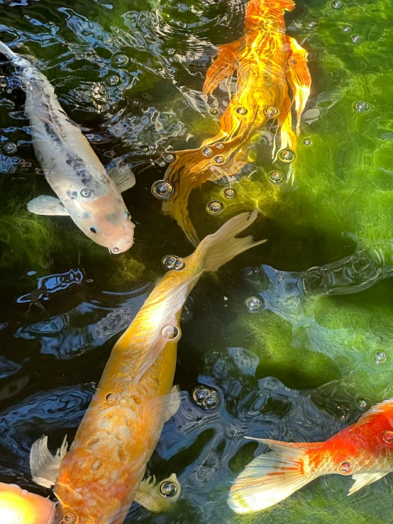 some colorful fish in the water near each other