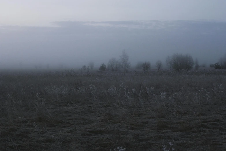 dark field with fog and trees in the distance