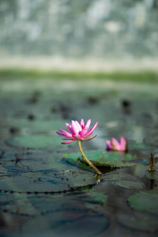 pink flowers floating on the water next to a green leafy plant