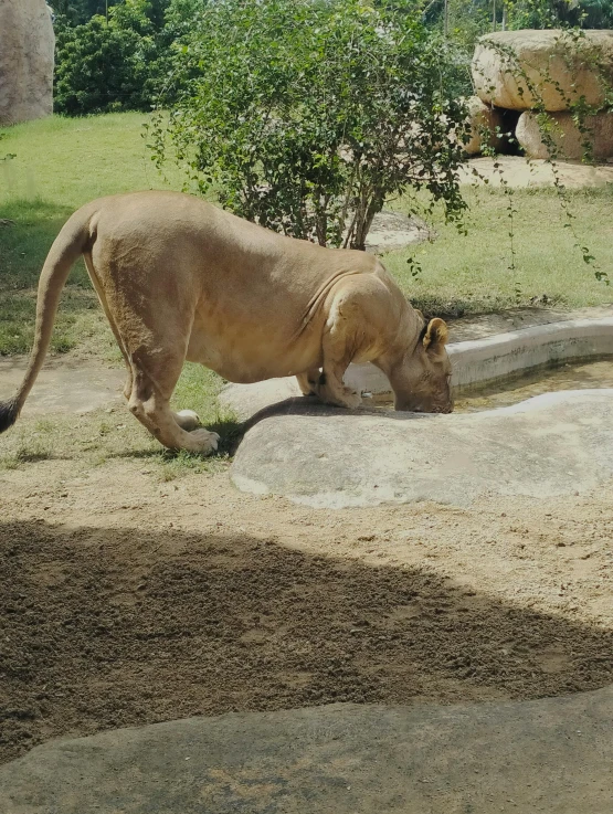a lion that is standing in the dirt