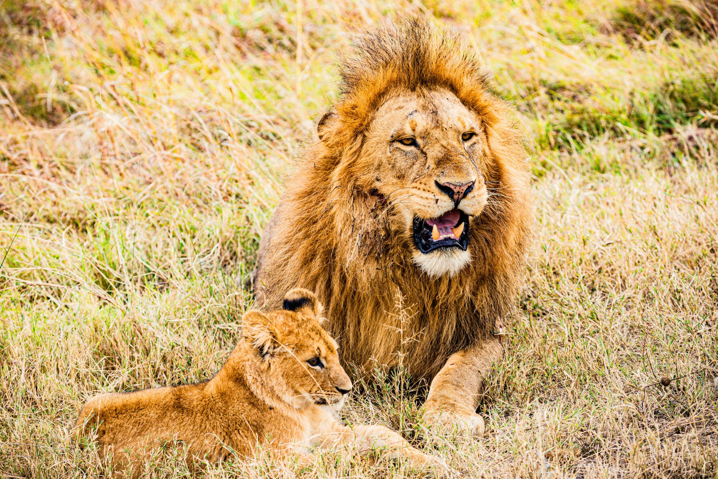 a lion and his cub are sitting in the grass