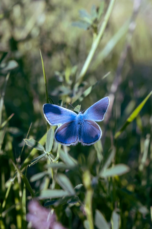 blue flower in the middle of a field with leaves