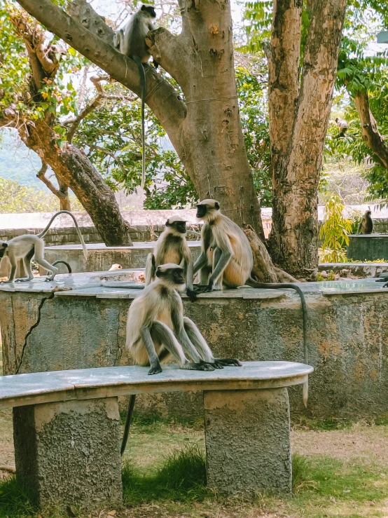 the animals are relaxing on the park bench together