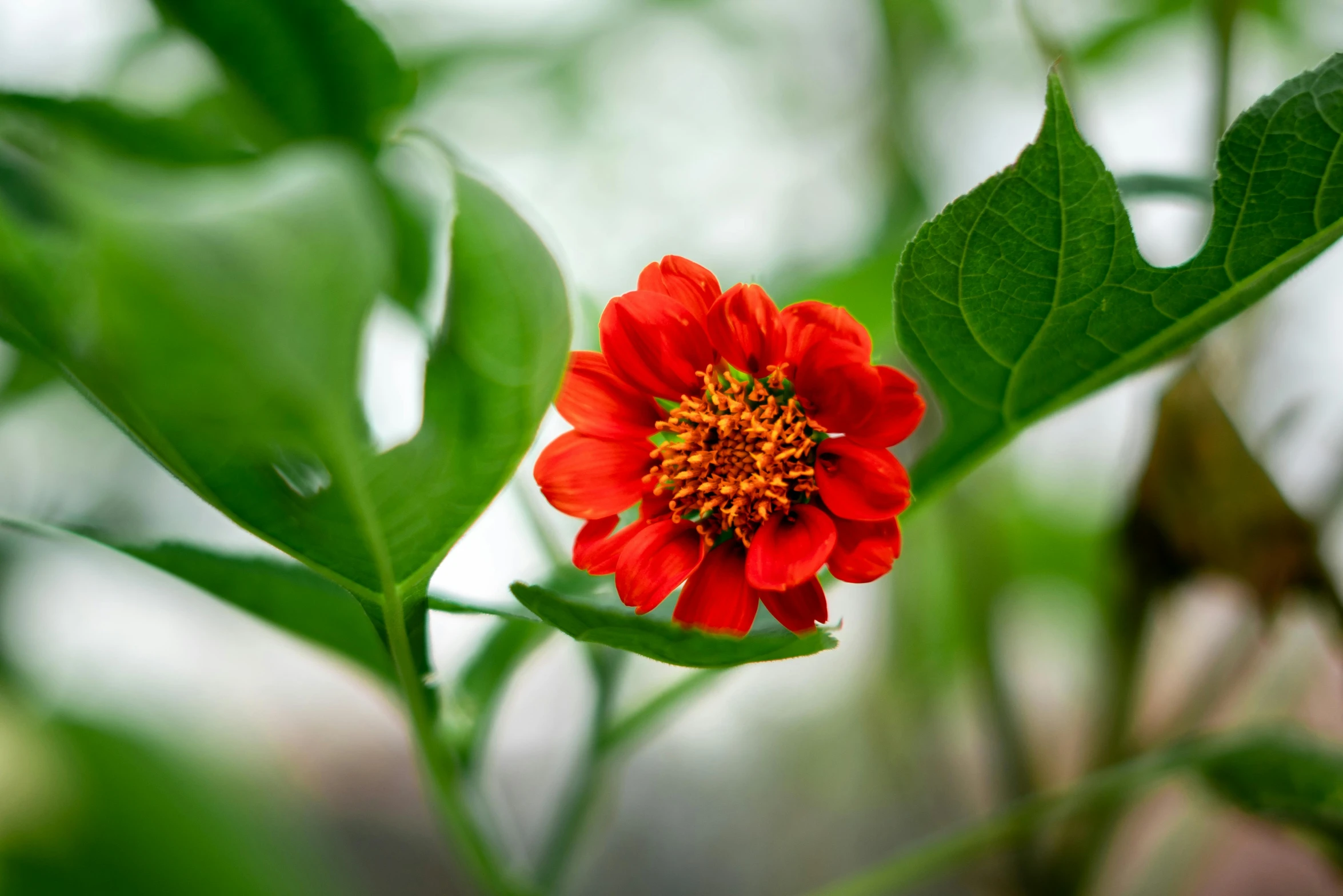 an orange and red flower with green leaves