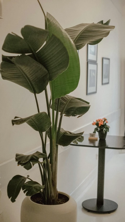 this is a close up picture of plants and a vase