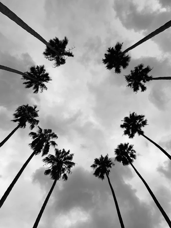 the tall palm trees stand in silhouette on a cloudy day