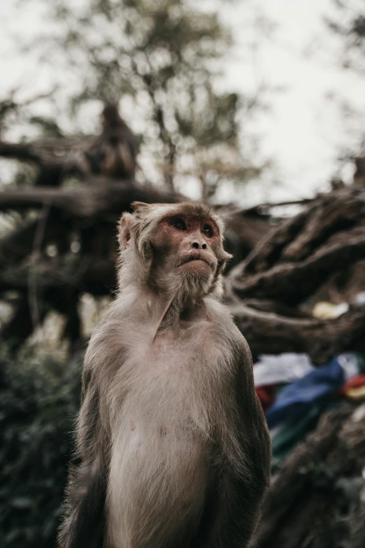 the young monkey has a big, evil look on his face