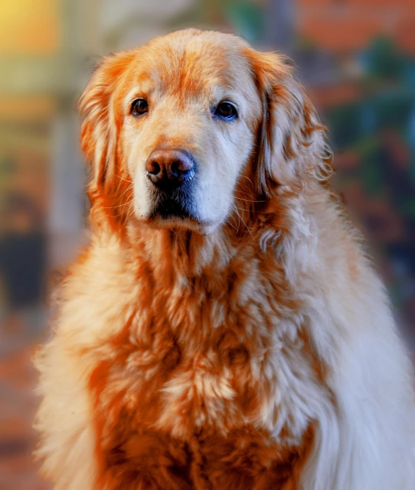 the dog looks like he's being served an ice cream cone