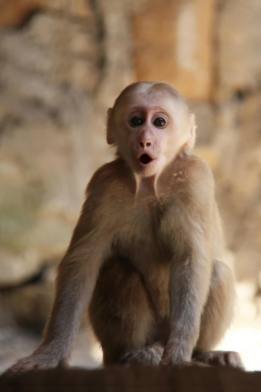 a monkey is sitting up on a ledge