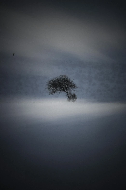 a lone tree is silhouetted against an overcast sky